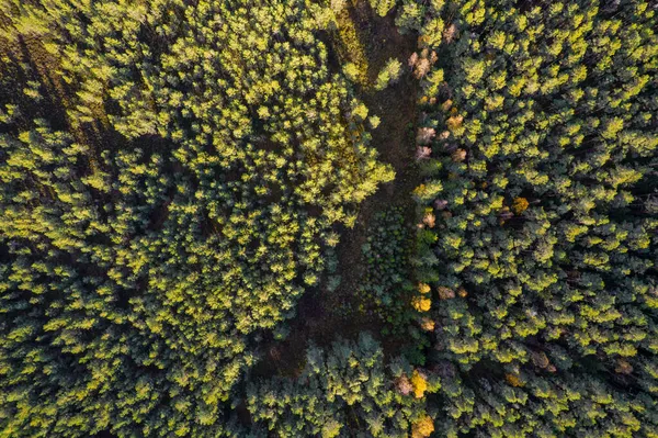 Direct boven het volledige bosbeeld in de herfst — Stockfoto