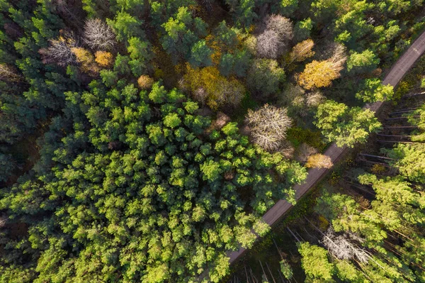 Drone vista della strada e della foresta nel tempo d'oro Foto Stock Royalty Free