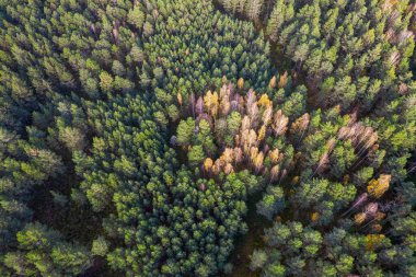 Sonbaharda ormanın tam kare çekiminin hemen üstünde.