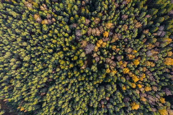 Direct boven het volledige bosbeeld in de herfst — Stockfoto