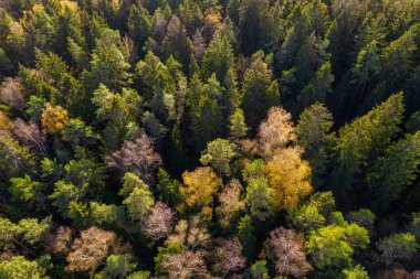 Sonbaharda ormanın tam kare çekiminin hemen üstünde.