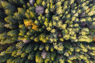 Sonbaharda ormanın tam kare çekiminin hemen üstünde.