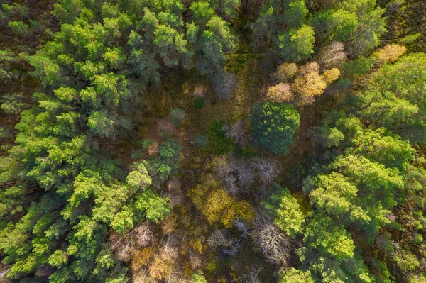 Ακριβώς πάνω από την πλήρη εικόνα του δάσους το φθινόπωρο Φωτογραφία Αρχείου