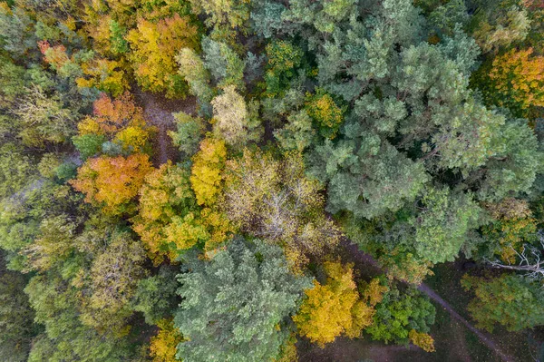 Directamente por encima de la imagen completa del bosque en otoño —  Fotos de Stock