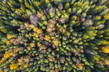 Sonbaharda ormanın tam kare çekiminin hemen üstünde.