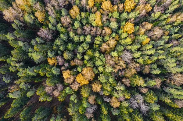 Direkt ovanför hela rambilden av skog på hösten — Stockfoto