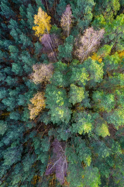 Directement au-dessus du plein cadre de la forêt en automne — Photo