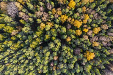 Sonbaharda ormanın tam kare çekiminin hemen üstünde.