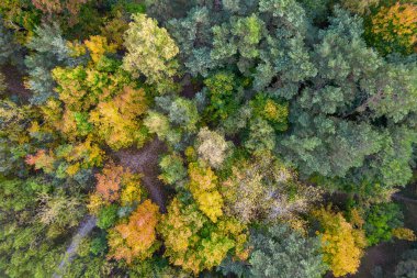 Sonbaharda ormanın tam kare çekiminin hemen üstünde.