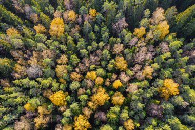 Sonbaharda ormanın tam kare çekiminin hemen üstünde.