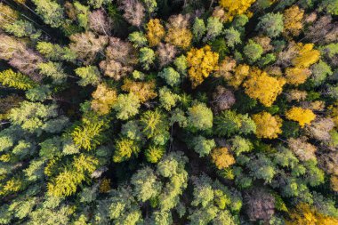 Sonbaharda ormanın tam kare çekiminin hemen üstünde.