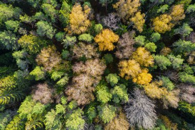 Sonbaharda ormanın tam kare çekiminin hemen üstünde.
