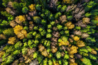 Sonbaharda ormanın tam kare çekiminin hemen üstünde.