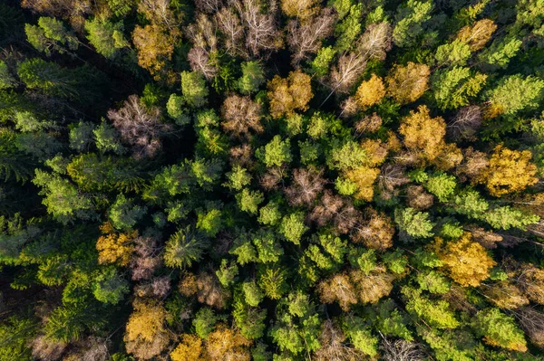 Direkt ovanför hela rambilden av skog på hösten — Stockfoto