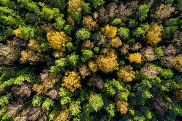 Direkt ovanför hela rambilden av skog på hösten — Stockfoto