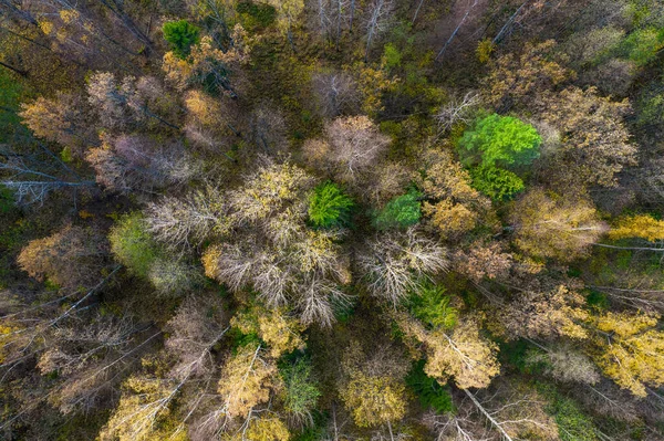 Directly above full frame shot of forest in autumn — Stock Photo, Image