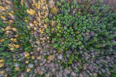 Sonbaharda ormanın tam kare çekiminin hemen üstünde.