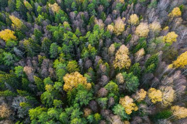 Sonbaharda ormanın tam kare çekiminin hemen üstünde.