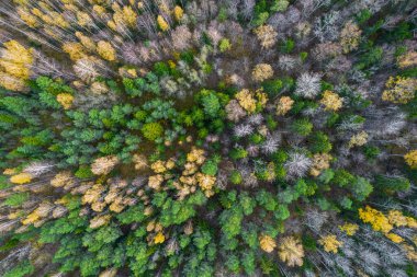 Sonbaharda ormanın tam kare çekiminin hemen üstünde.