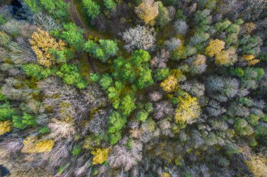 Sonbaharda ormanın tam kare çekiminin hemen üstünde.