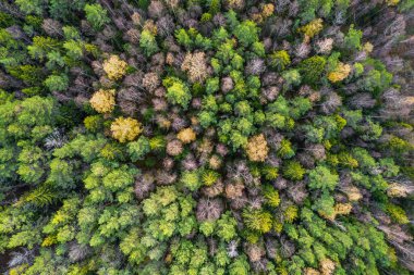 Sonbaharda ormanın tam kare çekiminin hemen üstünde.