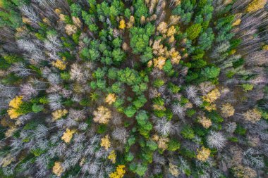 Sonbaharda ormanın tam kare çekiminin hemen üstünde.