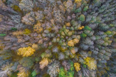 Sonbaharda ormanın tam kare çekiminin hemen üstünde.