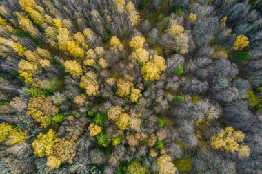 Sonbaharda ormanın tam kare çekiminin hemen üstünde.