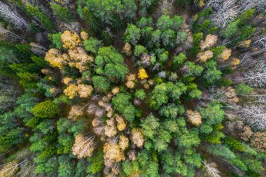 Sonbaharda ormanın tam kare çekiminin hemen üstünde.