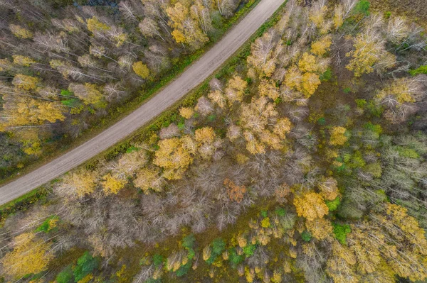 Drone widok drogi i lasu w złotym czasie — Zdjęcie stockowe