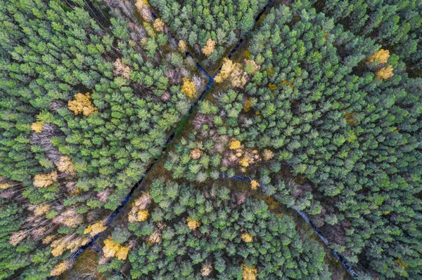 Direct boven het volledige bosbeeld in de herfst — Stockfoto