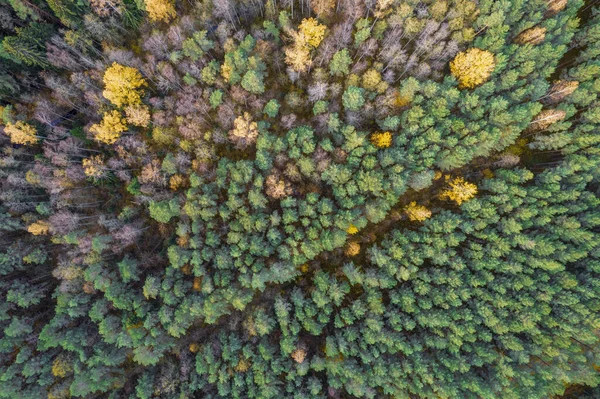 Безпосередньо над повним каркасним знімком лісу восени — стокове фото