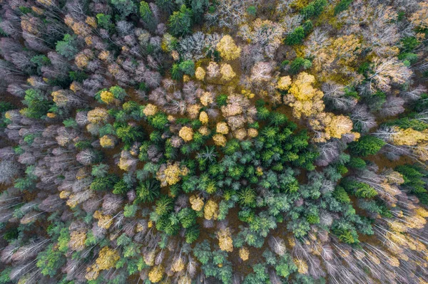 Přímo nad plným snímkem lesa na podzim — Stock fotografie