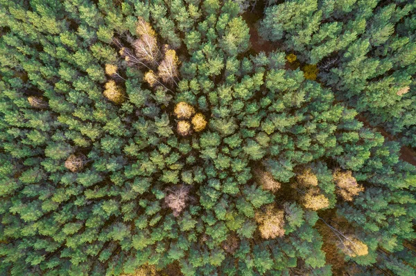 Direkt über Vollbild-Aufnahme des Waldes im Herbst — Stockfoto