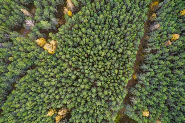 Közvetlenül az erdő teljes képkockája felett ősszel — Stock Fotó