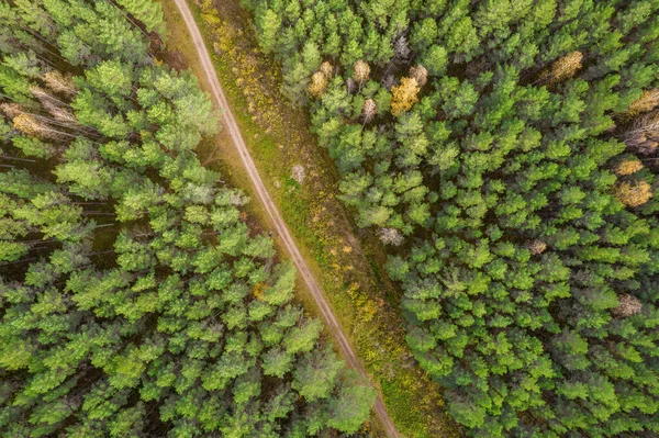 Drone vista de la carretera y el bosque en tiempo de oro —  Fotos de Stock
