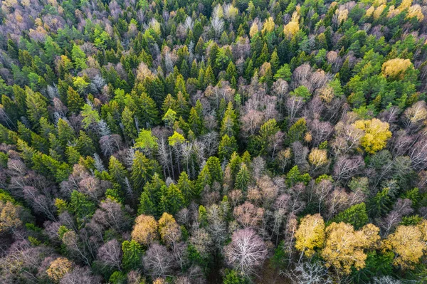 Sonbaharda ormanın tam kare çekiminin hemen üstünde.