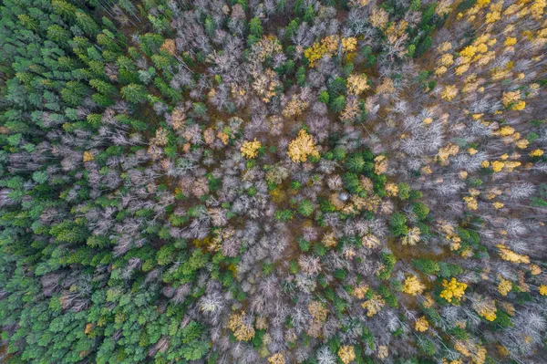 Sonbaharda ormanın tam kare çekiminin hemen üstünde.