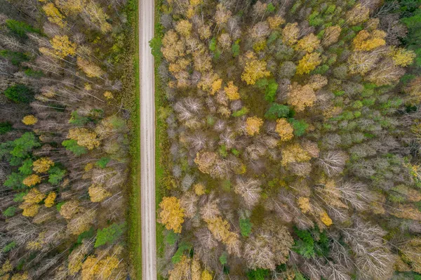 Altın çağda yol ve ormanın insansız hava aracı görüntüsü — Stok fotoğraf