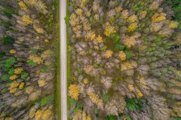 Drone widok drogi i lasu w złotym czasie — Zdjęcie stockowe