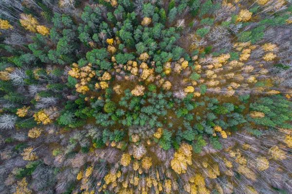 Direkt über Vollbild-Aufnahme des Waldes im Herbst — Stockfoto