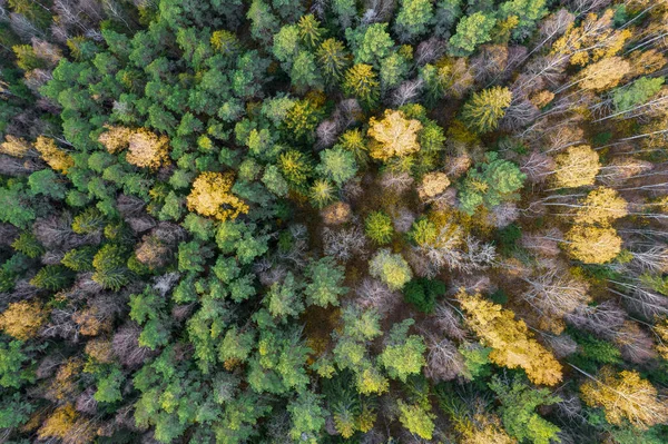 Diretamente acima do quadro cheio tiro de floresta no outono — Fotografia de Stock