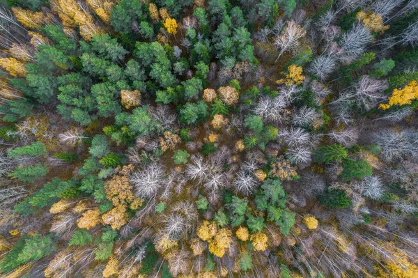 Sonbaharda ormanın tam kare çekiminin hemen üstünde.