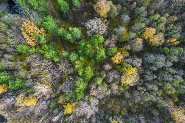 Sonbaharda ormanın tam kare çekiminin hemen üstünde.