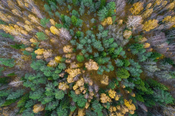 Sonbaharda ormanın tam kare çekiminin hemen üstünde.