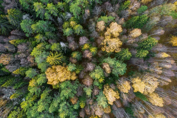 stock image Directly above full frame shot of forest in autumn