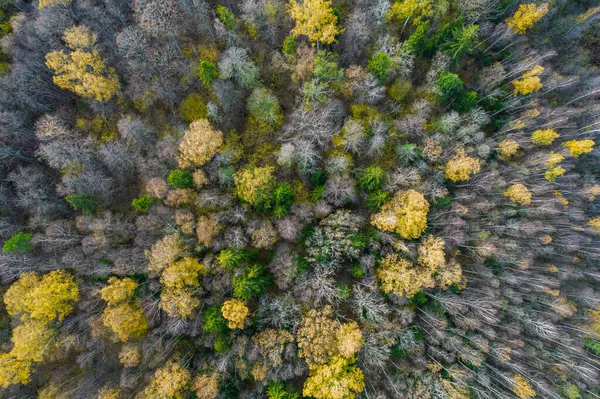 Diretamente acima do quadro cheio tiro de floresta no outono — Fotografia de Stock