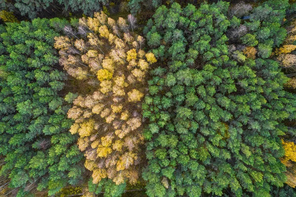 Directly above full frame shot of forest in autumn