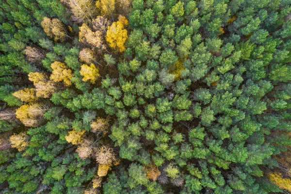 Sonbaharda ormanın tam kare çekiminin hemen üstünde. — Stok fotoğraf