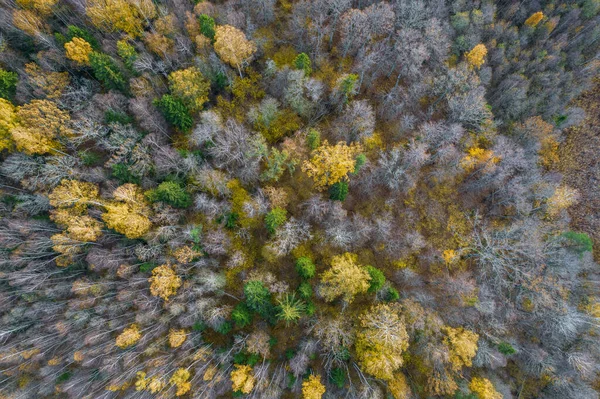 직접적으로 가을 숲의 전체 프레임 샷 위 — 스톡 사진